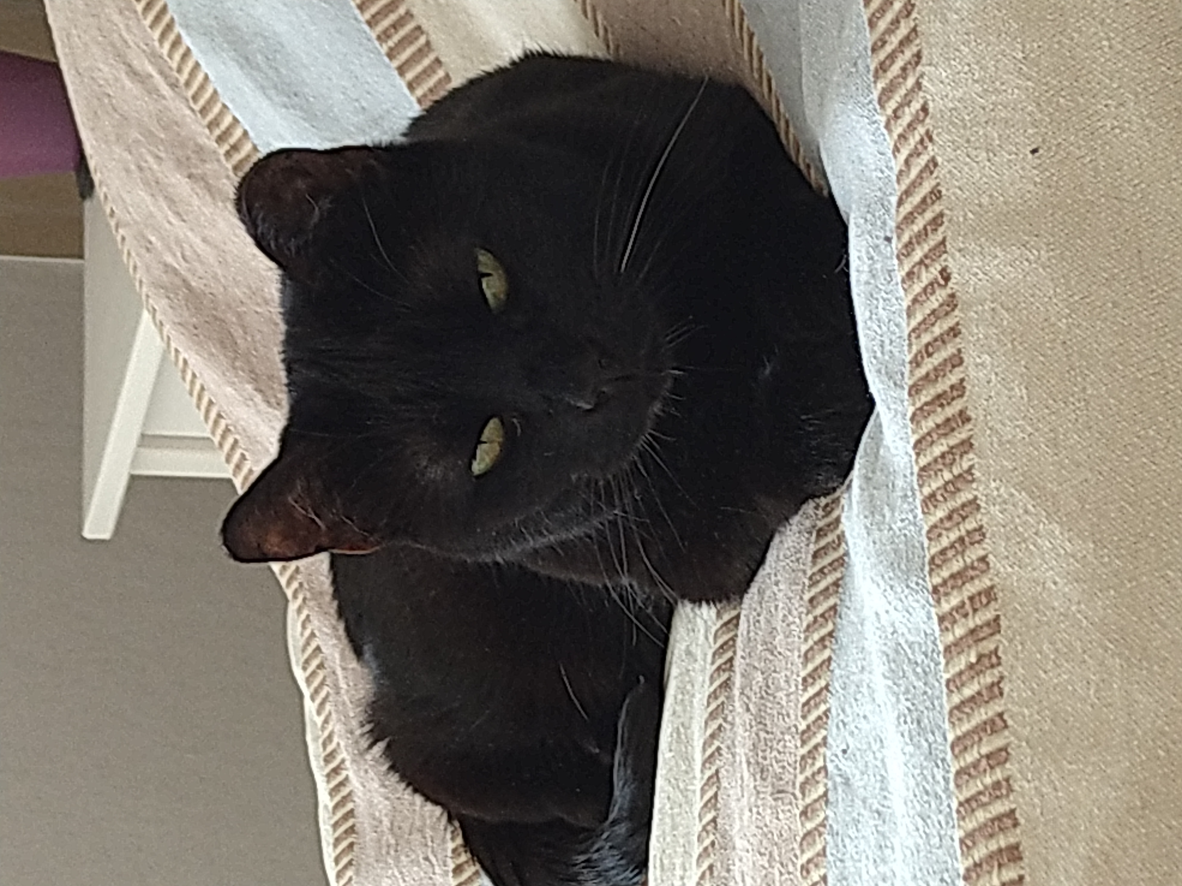 Maya