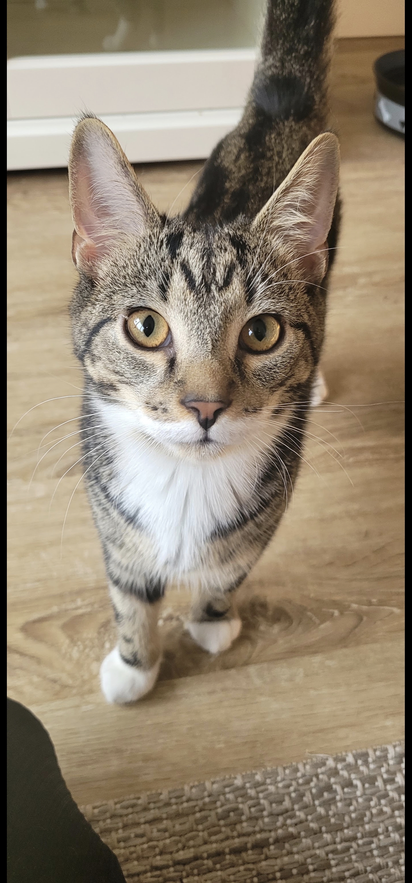 Felix