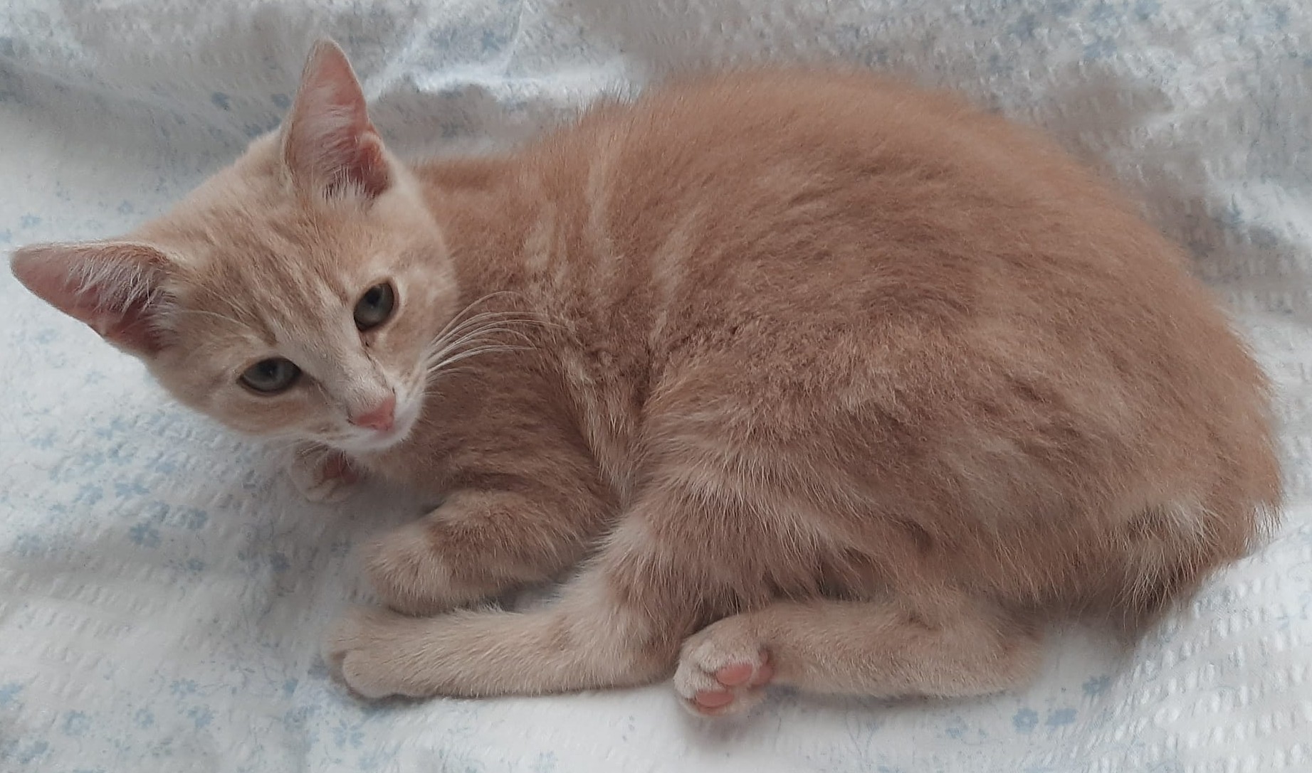 Tigra