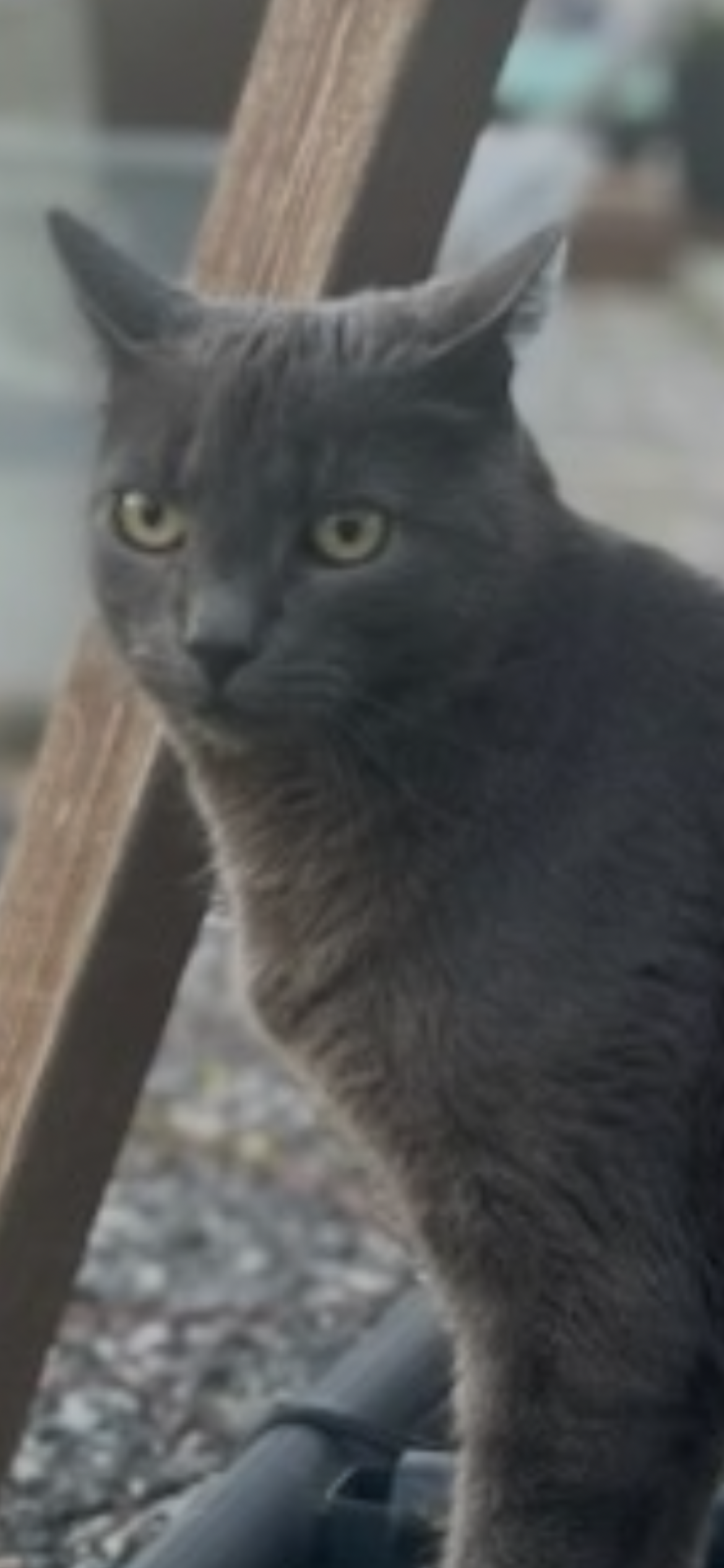 Oskar