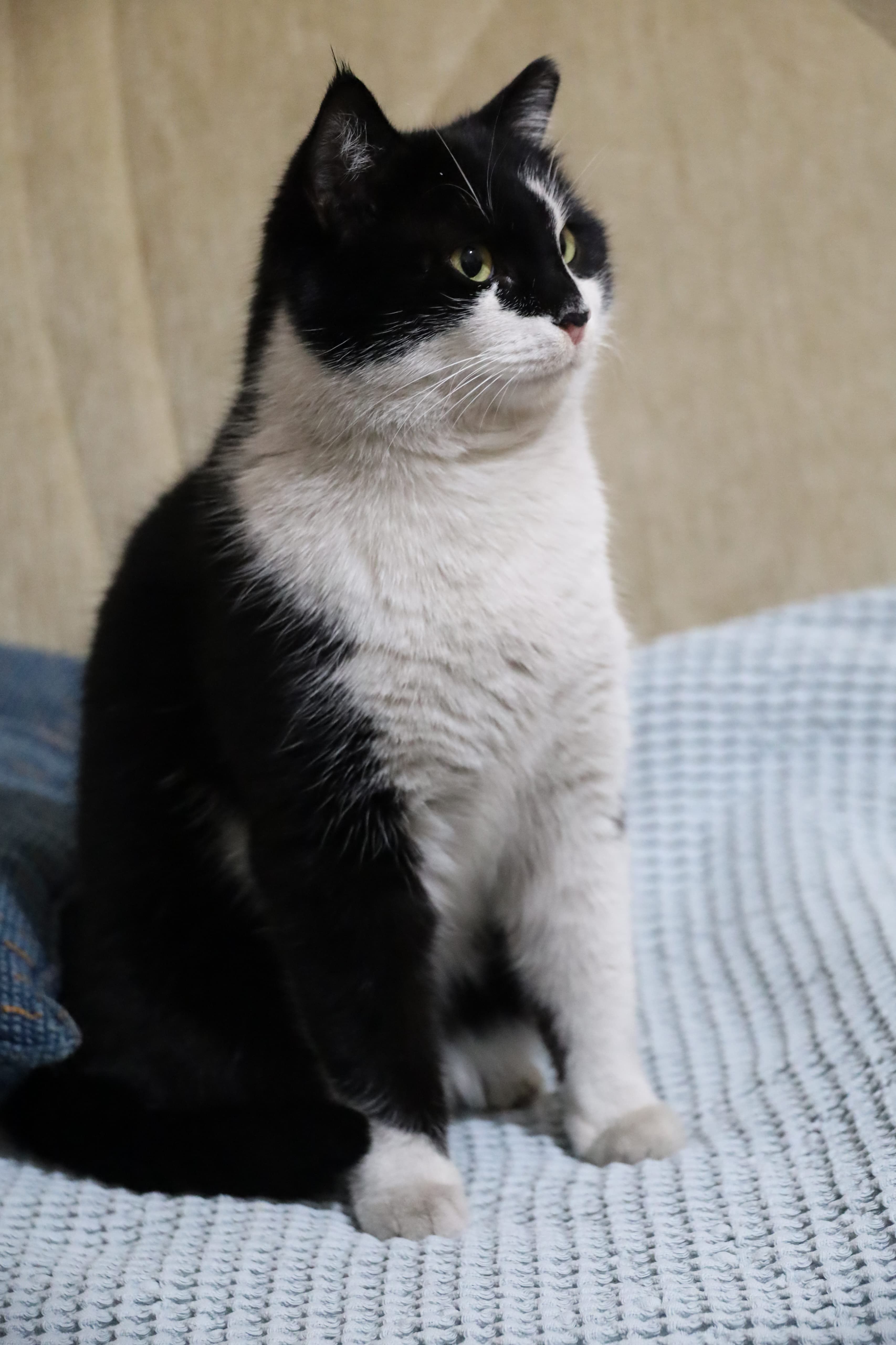 Morris